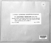 Image of Gowardia nigricans